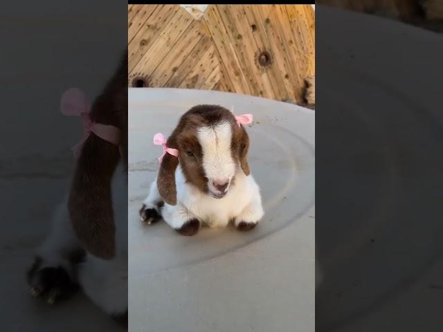 baby goat