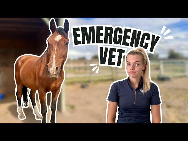 Emergency Vet Call Out!! & Life Updates