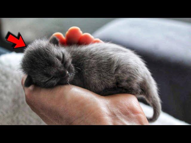 Woman thought she saved a cute gray kitten, but then cat changed completely