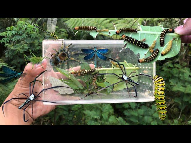 hunting insect in the wild‼️catch golden orb spider, dragonfly, poisonous caterpillar, weaver spider