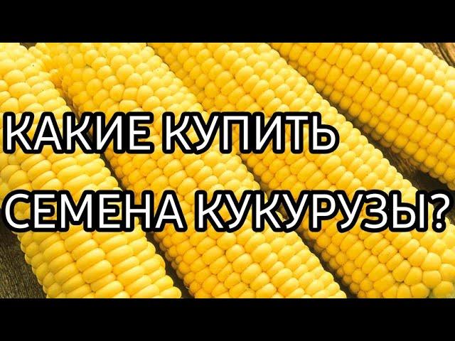 СЕМЕНА КУКУРУЗЫ/ КАКИЕ КУПИТЬ СЕМЕНА КУКУРУЗЫ?