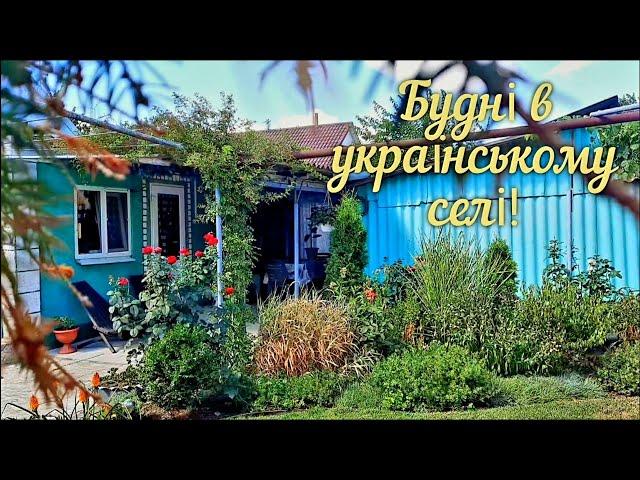 ПОРЯДОК НА ГОРОДІ. ПОМІДОРИ І ПЕРЕЦЬ ПІСЛЯ СПЕКИ. СМАЧНА КАРТОПЛЯ З ЧАСНИКОМ В МУЛЬТИВАРЦІ.