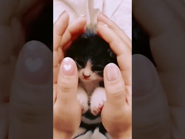 cute little cat #cat #kitten #babycat