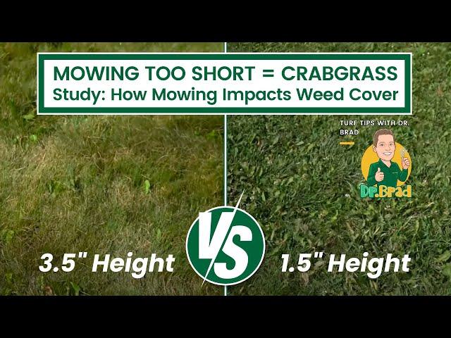 How Mowing Height Prevents Weeds - Turf Tips with Dr. Brad