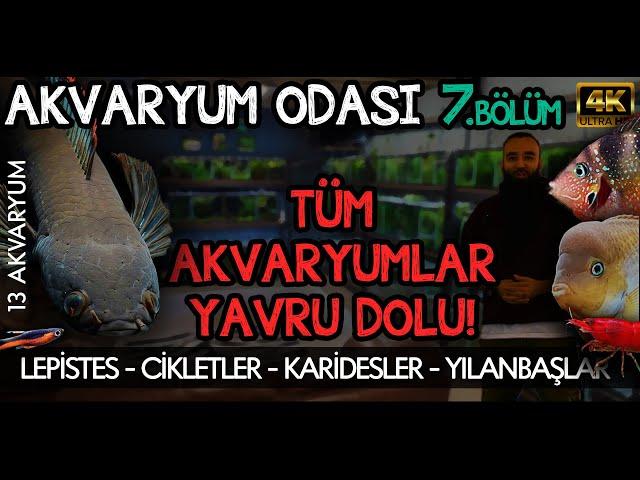 AKVARYUM ODASI 7 - ODA TURU | TÜM AKVARYUMLAR VE BALIKLAR | YÜZLERCE YAVRU BALIK ÜRETİMİ 