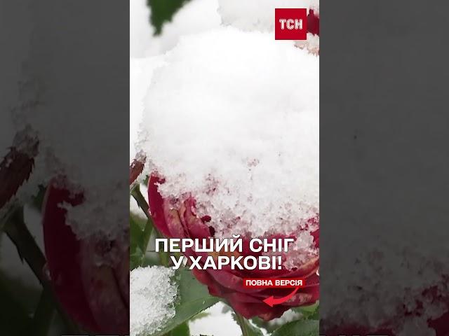 Засипало першим снігом! ВІДЕО з різних міст України