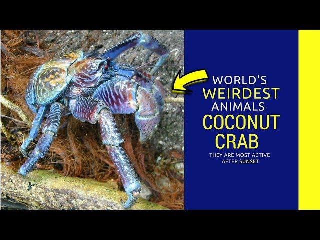 Coconut Crab  facts for kids Intrusting Information  about coconut crab mating