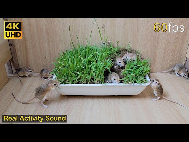 Cat TV mouse grabbing wheat grass, squabble, squeaking & playing for cats to watch | 8 hour 4k UHD