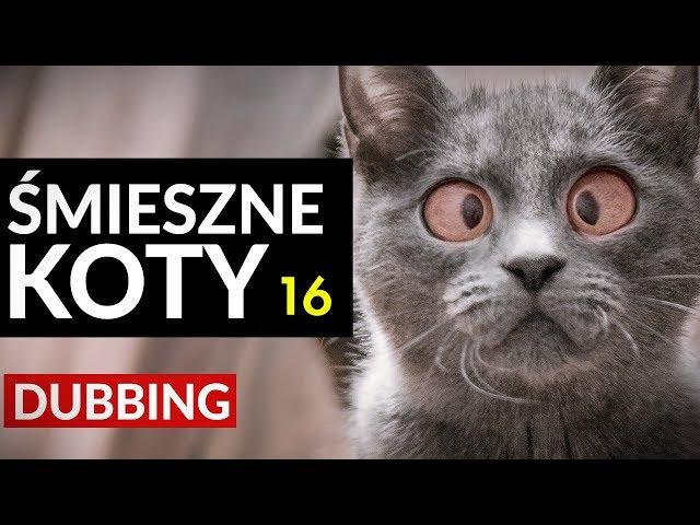 ŚMIESZNE KOTY #16  DUBBING: MATT OLECH