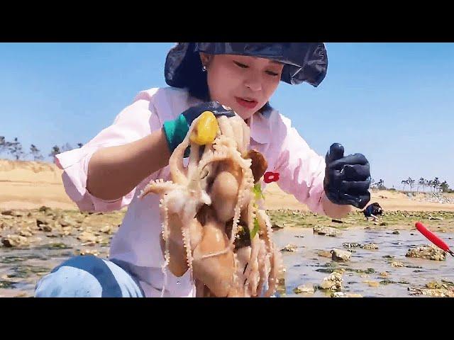 Xiao Zhang went to the sea and caught a large nest of octopuses!