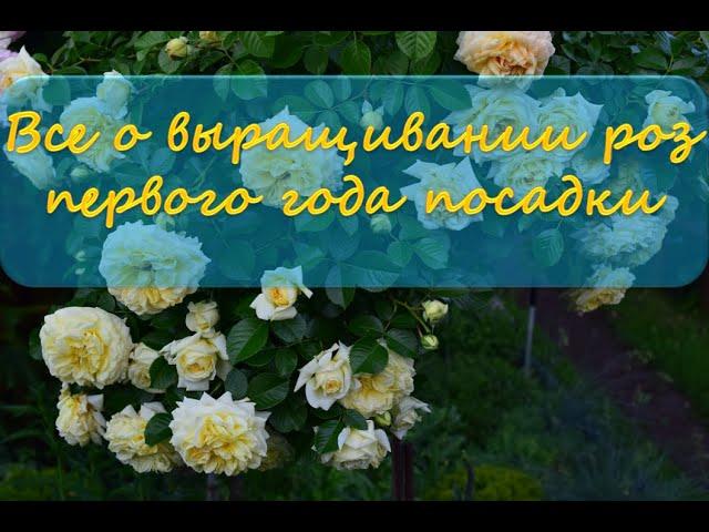 Все о выращивании роз первого года посадки