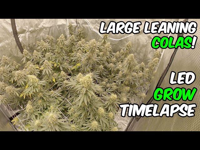 Blue Gelato 41 Growing Weed TIME LAPSE with TSL2000 LED Lights