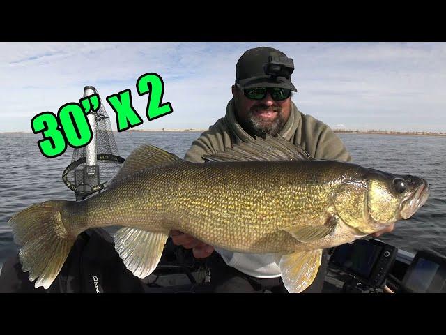 Catching HUGE GOLDEN WALLEYE! | Fall Fishing