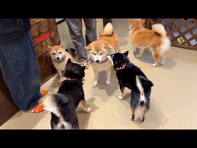 Visited Japan's Cute Mame-Shiba Dog Cafe / Tokyo Asakusa 