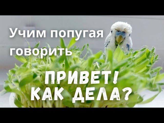 Учим попугая говорить "Привет! Как дела?"