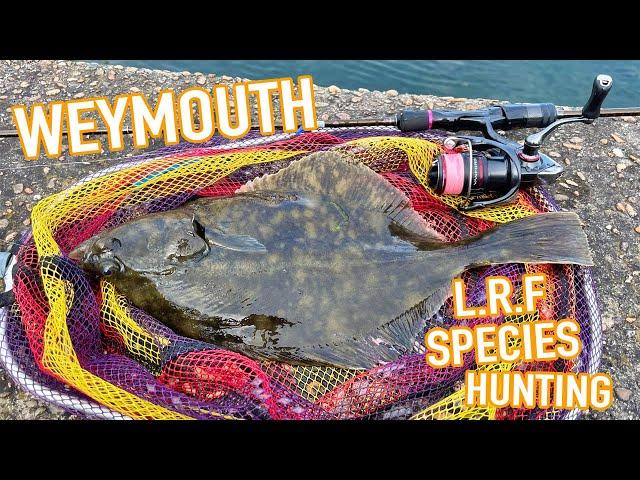 LRF Species Hunting in Weymouth Harbour, Dorset.