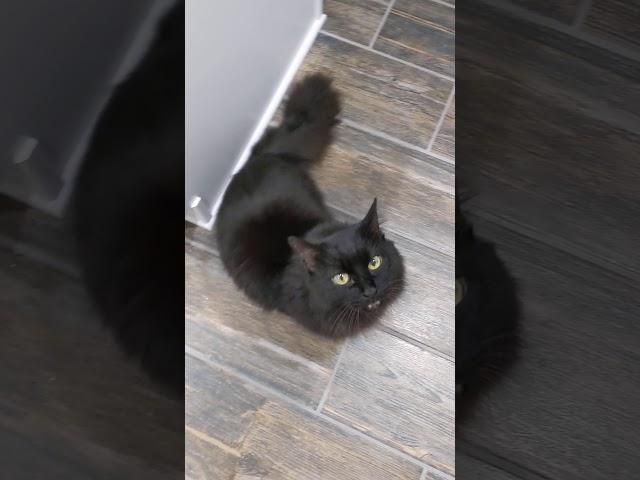 Cute Black Cat greets you!