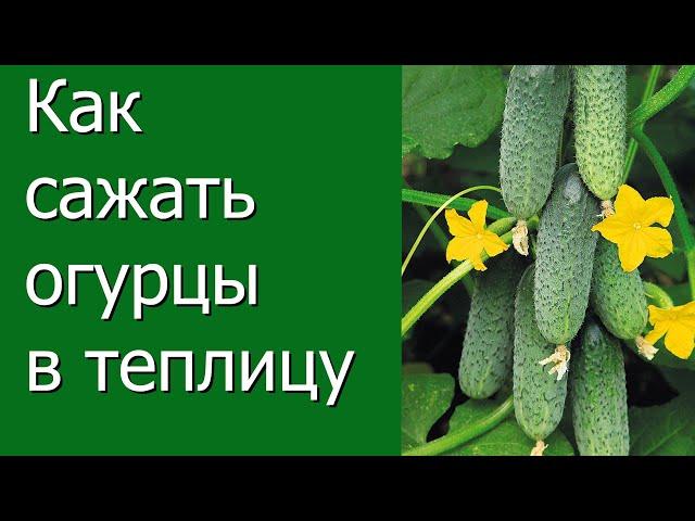 Как сажать огурцы в теплицу