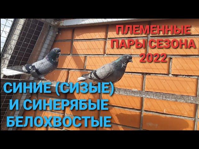 Синие и синерябые белохвостые. Племенные пары сезона 2022.Breeding pairs of pigeons of the 22 season