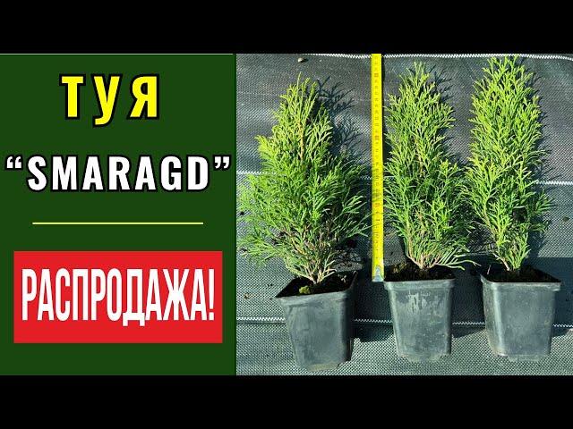 Туя "Smaragd". РАСПРОДАЖА !!!