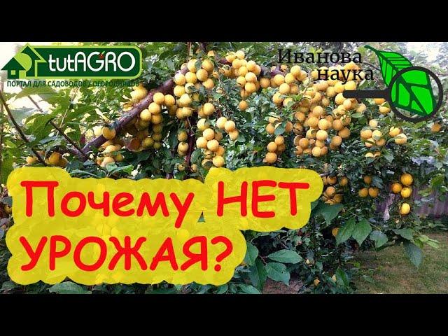 СЛИВА и ВИШНЯ НЕ РАДУЮТ УРОЖАЕМ? Мигом всё исправим! Вот почему косточковые не дают много плодов.