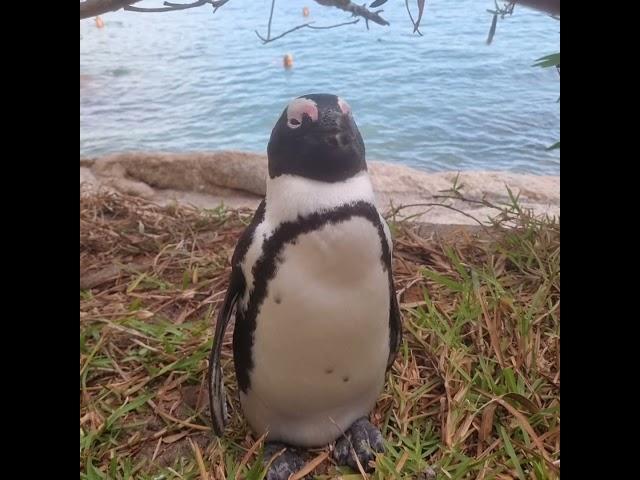 A Penguin Named Josephine: The BushWhisperer