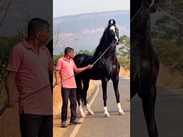 Best marwari horse of the world️#horselover #shortvideo #shorts