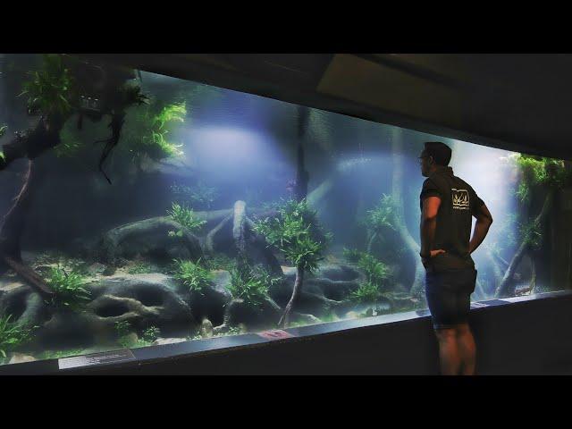 MIND BLOWN - 7500 gallon Asian Biotope Style Aquascape
