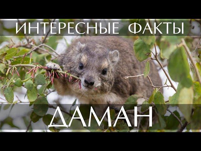 Даман - интересные факты