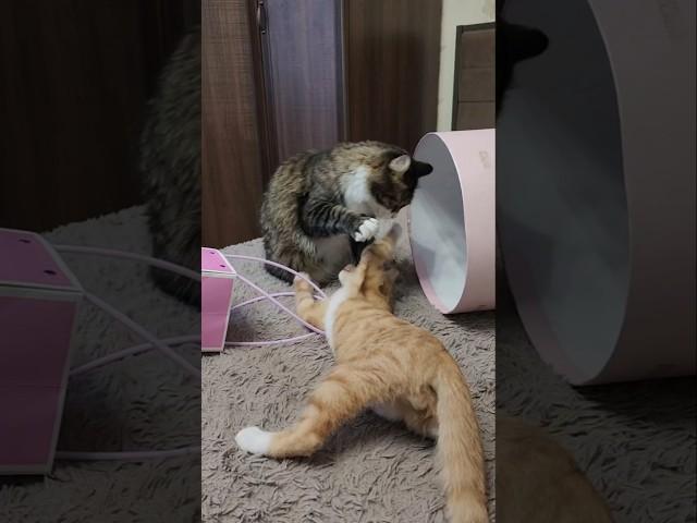 Котики  #cat #cute #смешныекоты #тренды #рек #music