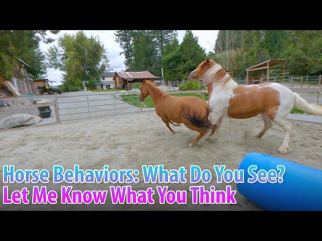 Horse Behavior Observations: What do you see? Ep.02