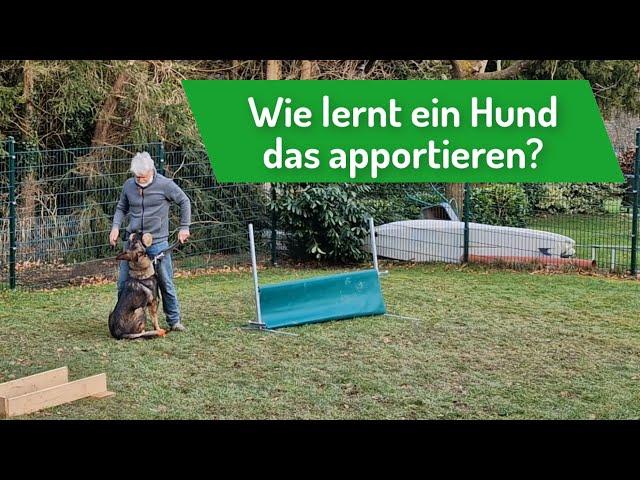 Wie lernt ein Hund das Apportieren - oder: Erst wenn das Apportierholz ruhig gehalten wird...