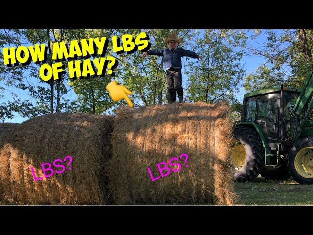 Weighing BALES & How many LBS of feed we have made this summer️?