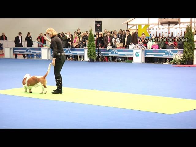 Dog dancing show "Eurasia  2012 / Russia / Moscow". Freestyle.