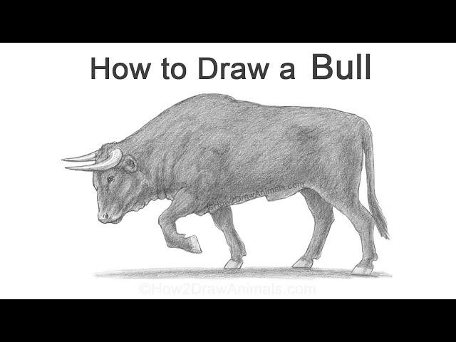 How to Draw a Bull