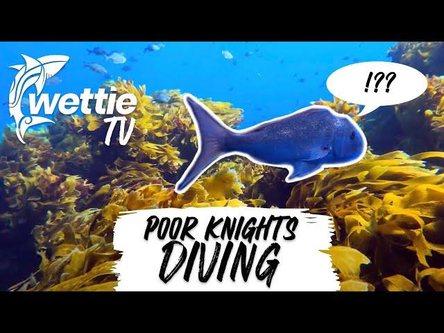 Wettie TV - Free-diving Poor Knights