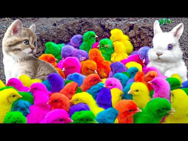 World Cute Chickens, Colorful Chickens, Rainbows Chickens, Cute Ducks