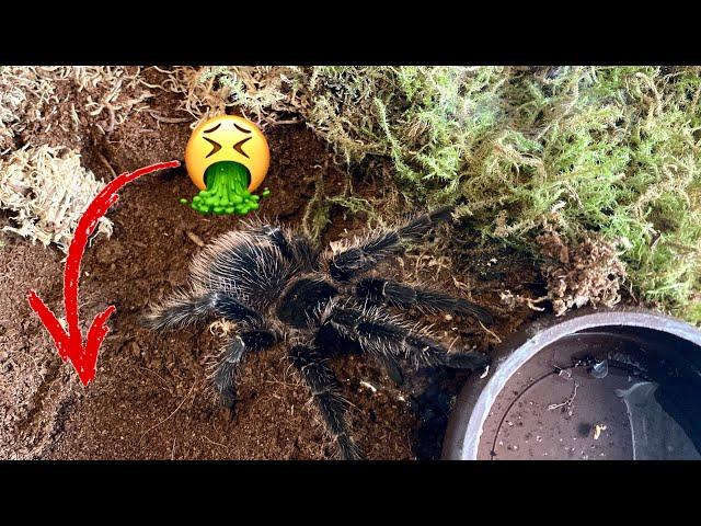 Lasiodora Parahybana  Tarantula / Substrate Change