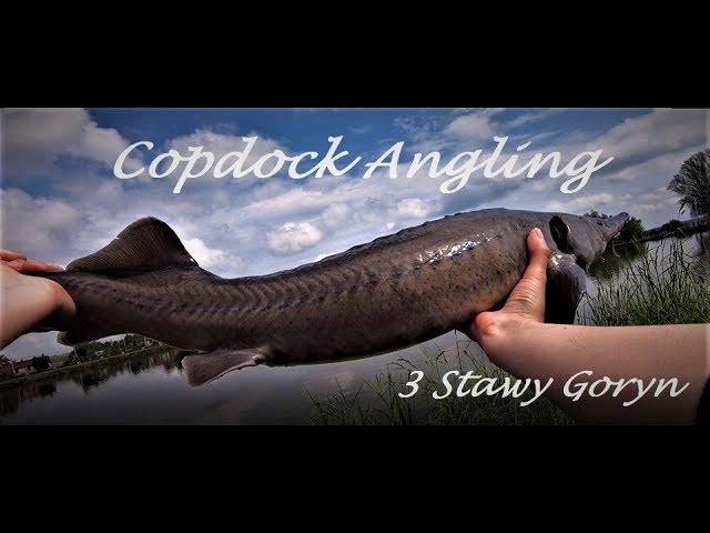 Copdock Angling || Łowisko 3 Stawy Goryń || Jesiotry