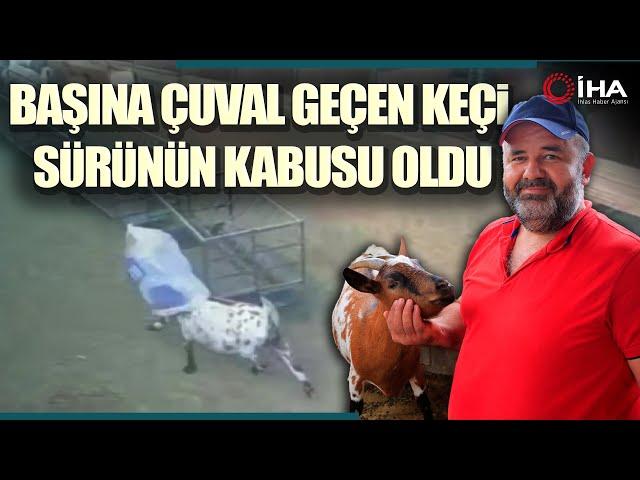 Başına Çuval Geçen Cüce Keçi Diğer Keçilerin Kabusu Oldu