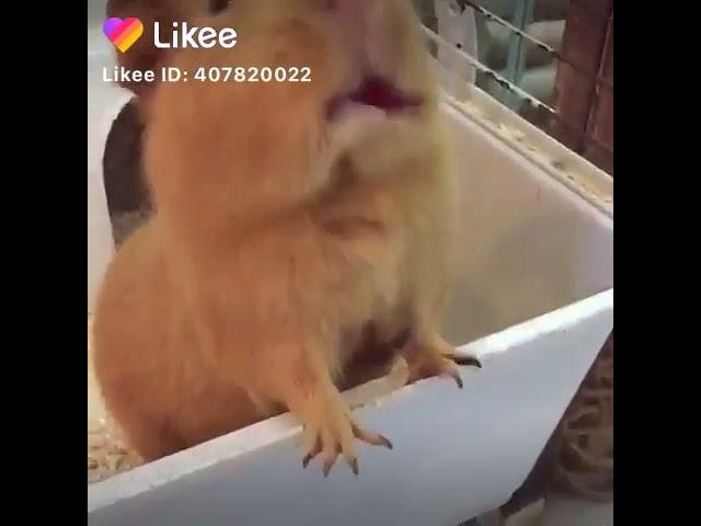 Name this pet and link me up for an award 