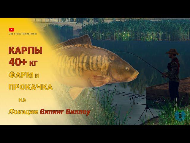 Fishing Planet - Карпы 40+ кг на Випинг Виллоу. Фарм, прокачка на Карпах. Прикорм на большого Карпа.