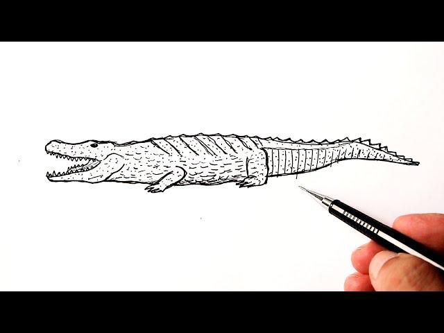 how to draw a crocodile