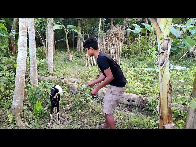 Ohh ! Amazing man meeting his goat !! man VS goat meeting video