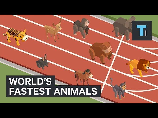 These are the world's fastest animals