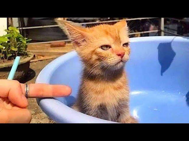 20 minutes of adorable cats and kittens videos to keep you smiling 