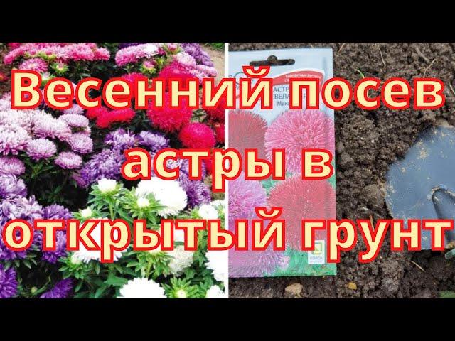 Весенний посев астры в открытый грунт