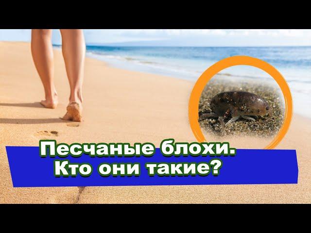 Песчаные блохи/ Как уберечься от встречи с ними/ Как лечить укусы песчаной блохи/ Где обитают.