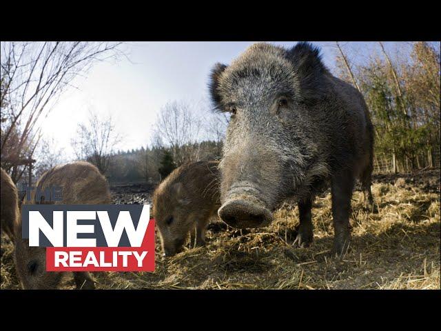 Feral Swine Bomb: How wild pigs are threatening Canada’s ecosystems and economy