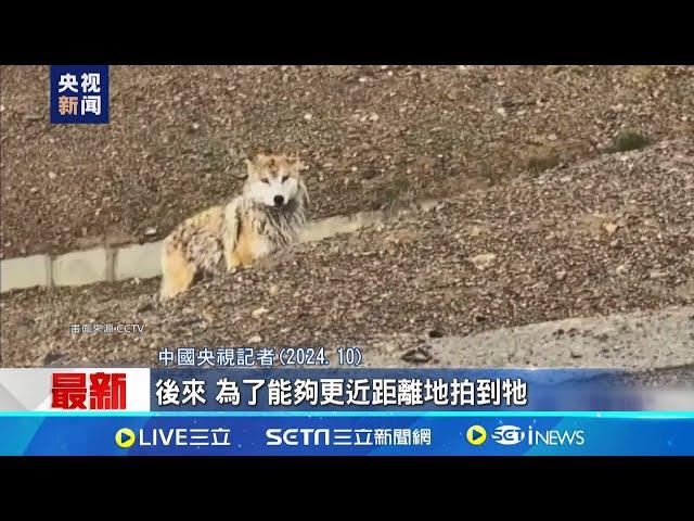 長期習慣人類餵食 中國"網紅狼"慘遭撞死 習慣人類餵食.喪失警惕性成致命關鍵?｜記者 劉玨妤｜國際關鍵字20241225｜三立iNEWS